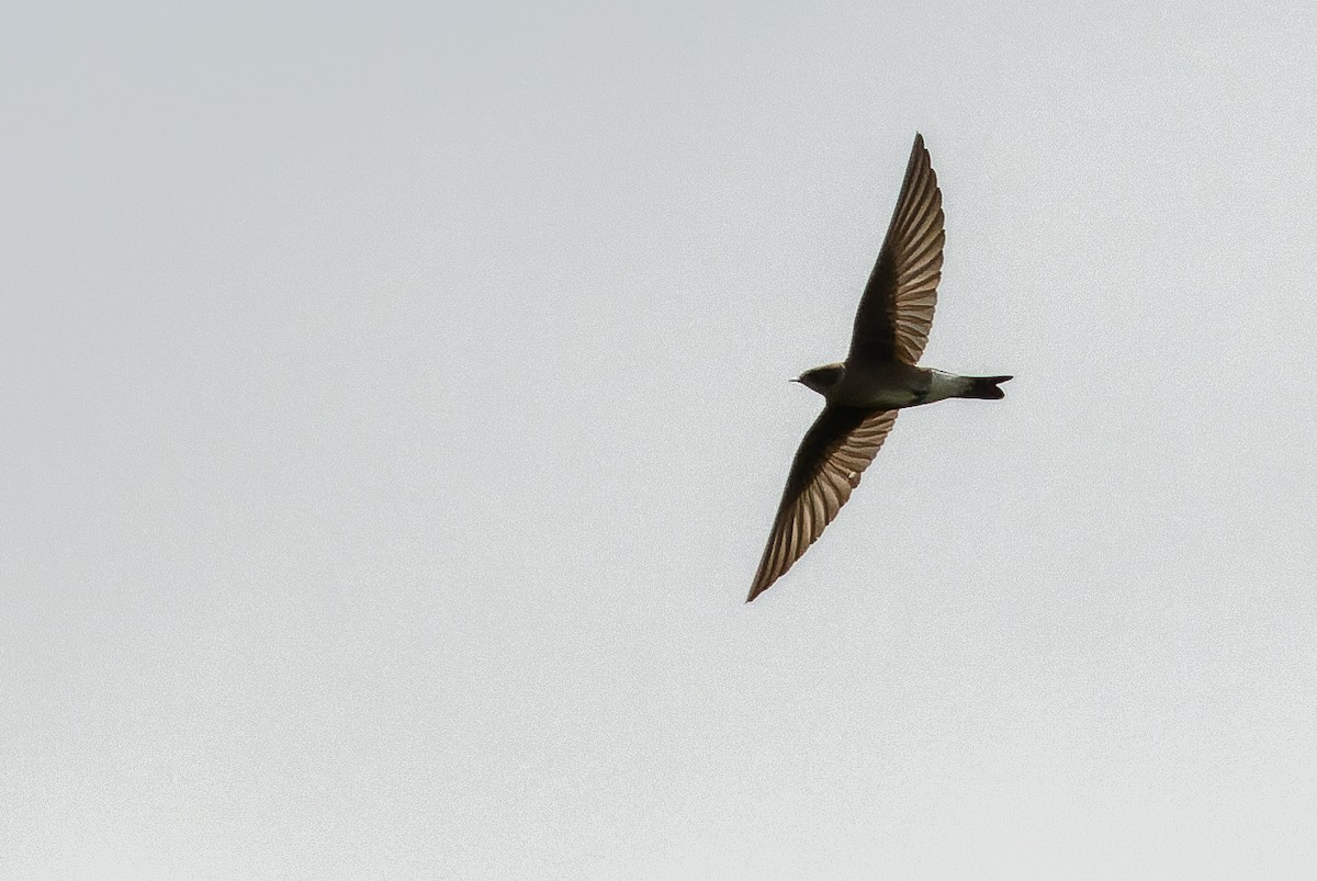 Golondrina Aserrada (ridgwayi) - ML614288296