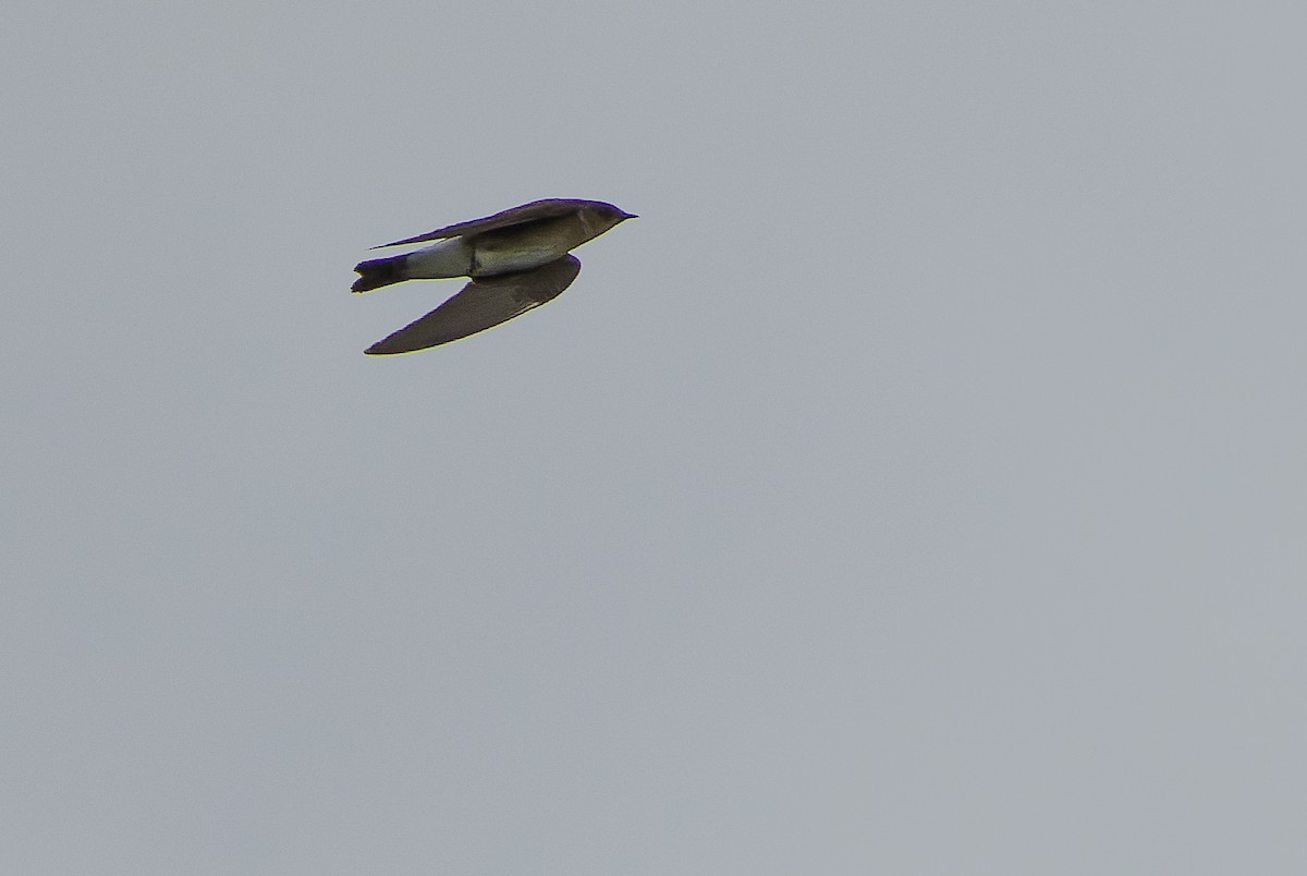 Northern Rough-winged Swallow (Ridgway's) - Joachim Bertrands