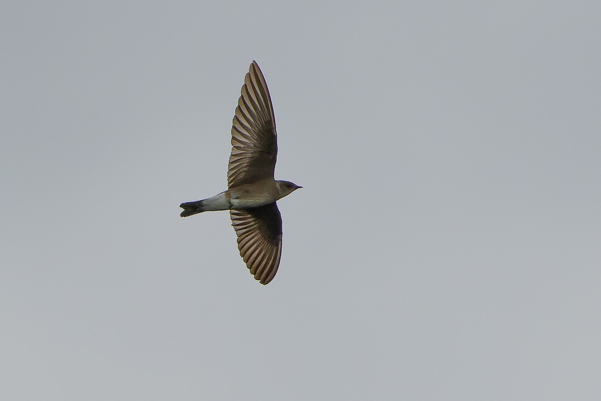 Northern Rough-winged Swallow (Ridgway's) - Joachim Bertrands