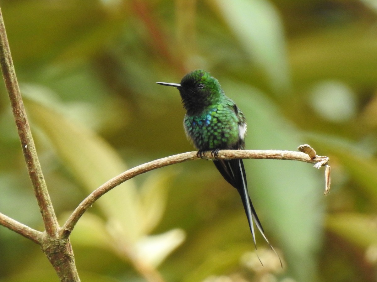 Rabudito Verde - ML614288303