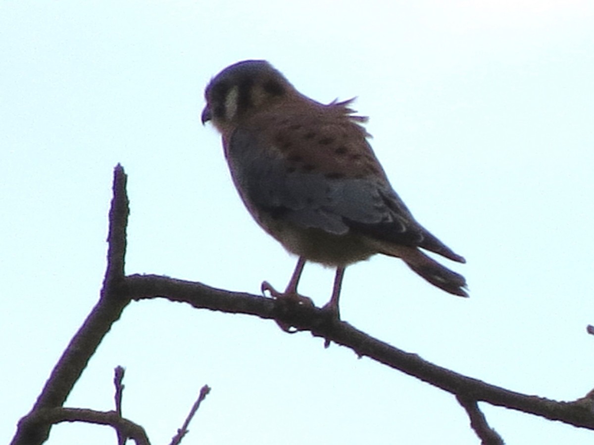 American Kestrel - GLORIA GWYNNE