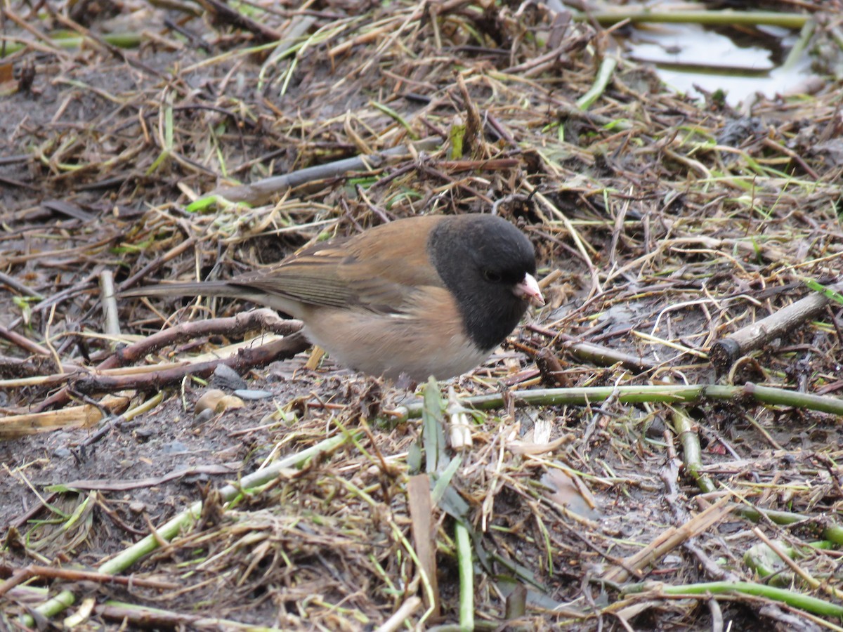 Junco Ojioscuro (grupo oreganus) - ML614288434