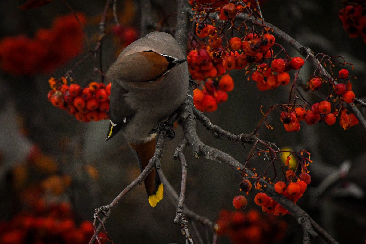 Bohemian Waxwing - ML614288449