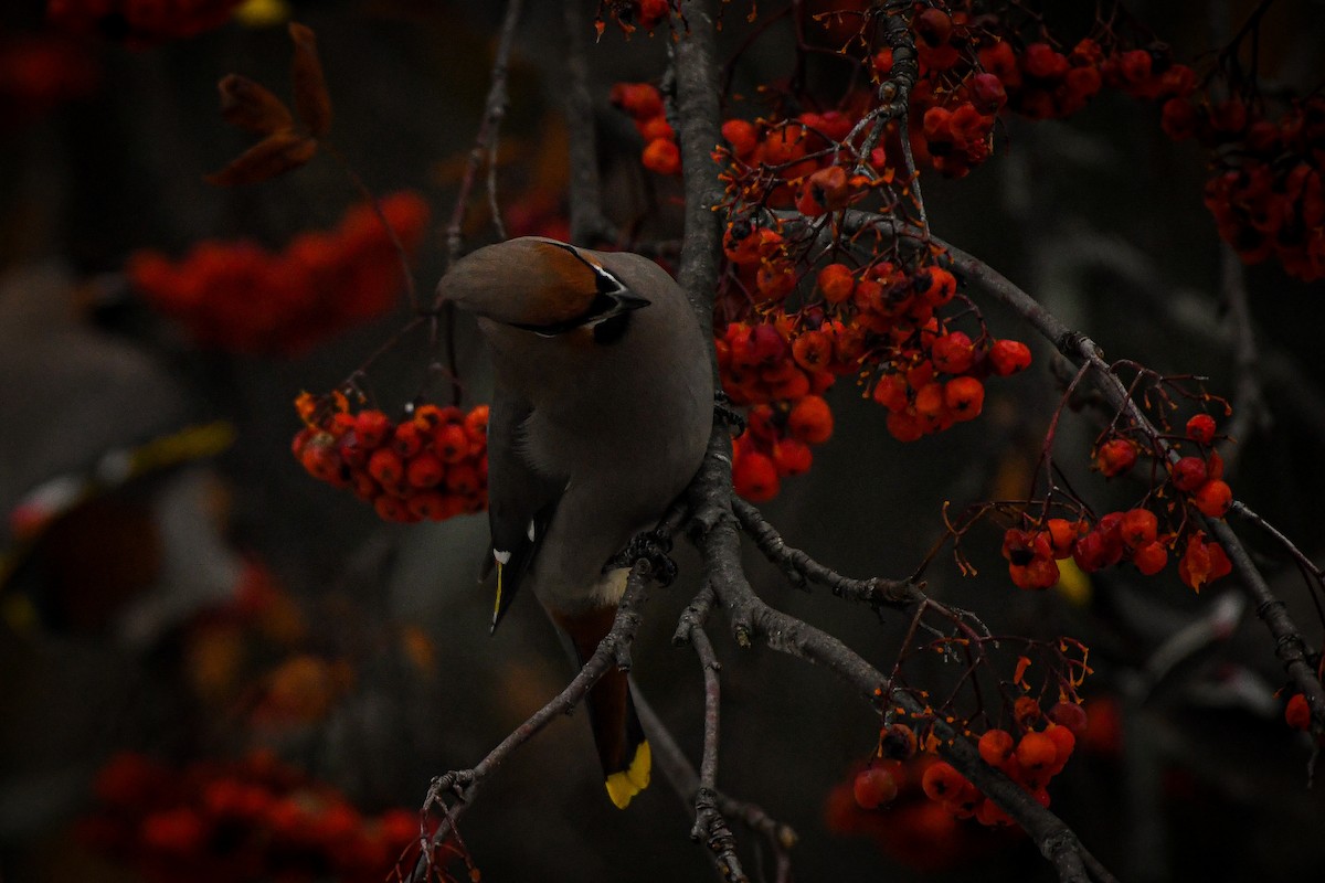 Bohemian Waxwing - ML614288450