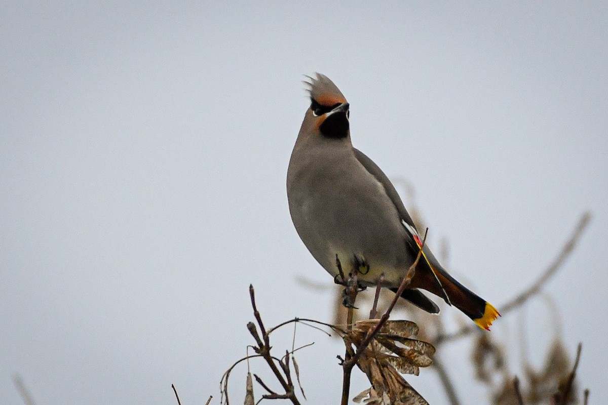 Bohemian Waxwing - ML614288482