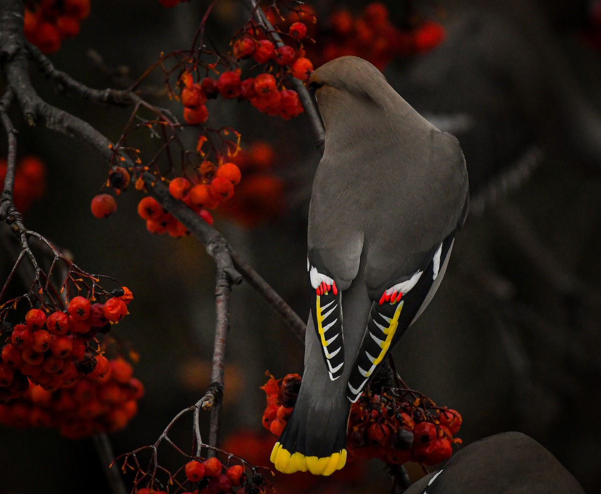 Bohemian Waxwing - ML614288485