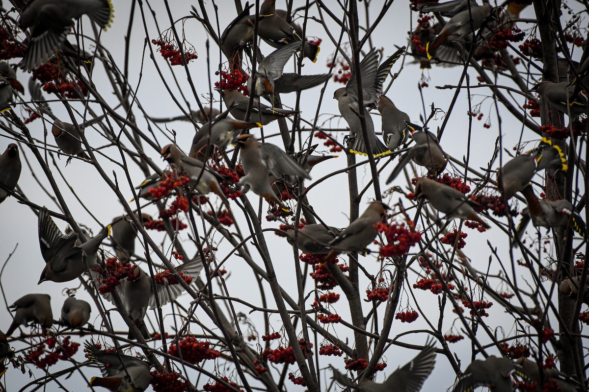 Bohemian Waxwing - ML614288489