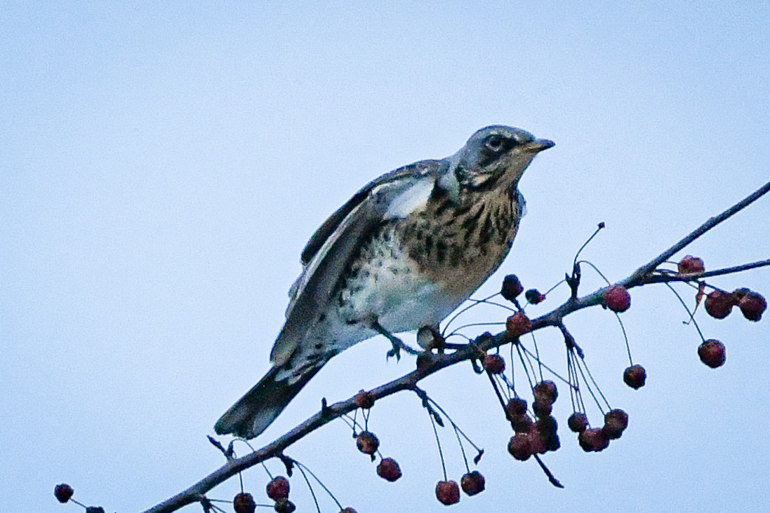 Fieldfare - Lucas Liu