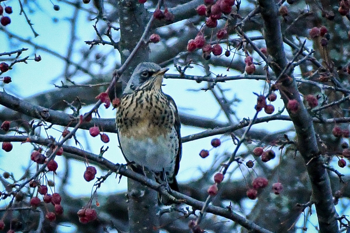 Fieldfare - Lucas Liu