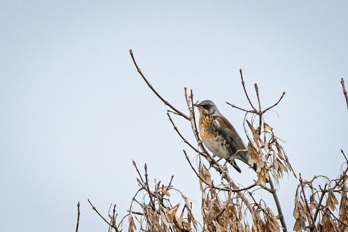 Fieldfare - Lucas Liu