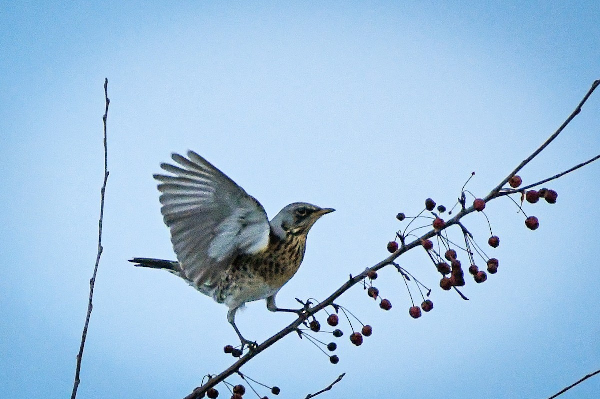 Fieldfare - ML614288538