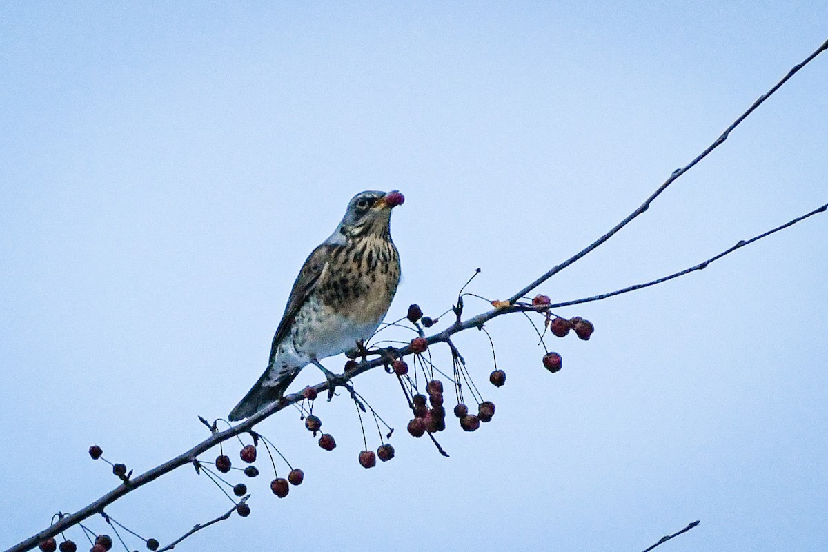 Fieldfare - ML614288539