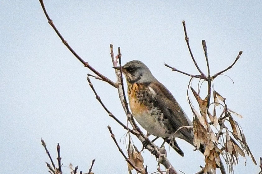 Fieldfare - ML614288541