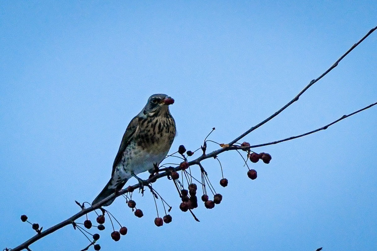 Fieldfare - ML614288542