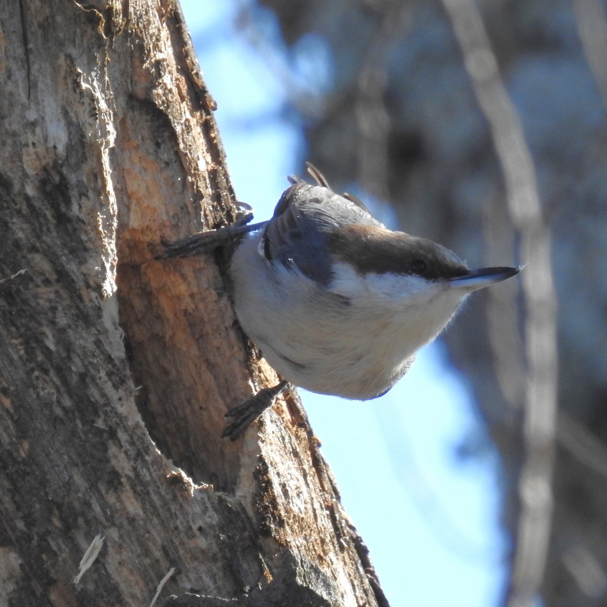 Brown-headed Nuthatch - ML614288614