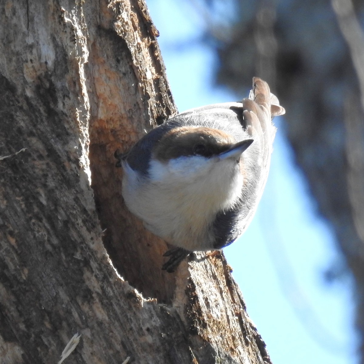 Brown-headed Nuthatch - ML614288615