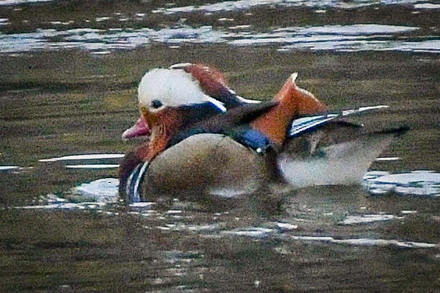 Mandarin Duck - ML614288655