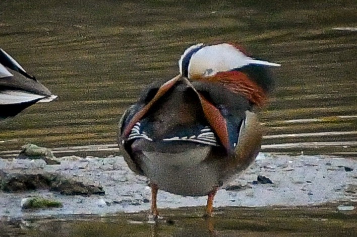 Mandarin Duck - ML614288657