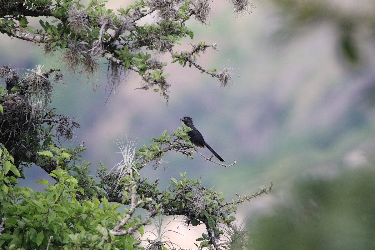 Groove-billed Ani - ML614288669