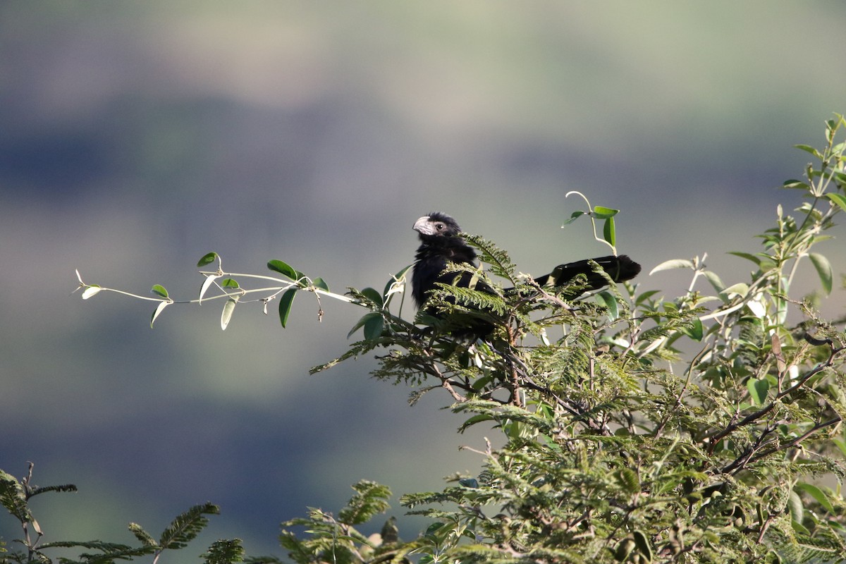 Groove-billed Ani - ML614288713