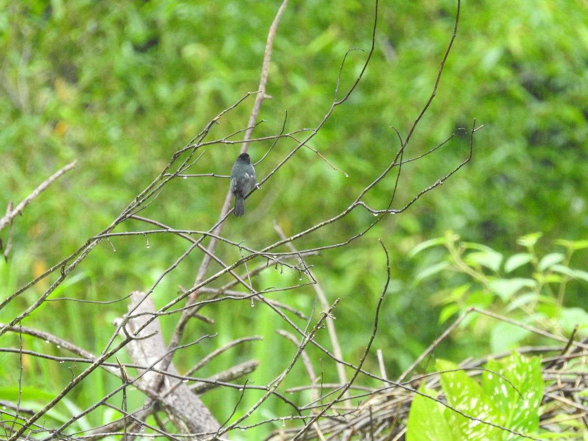 Variable Seedeater - ML614288747