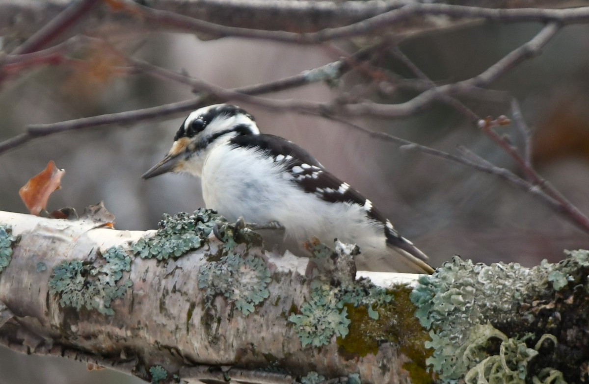 Hairy Woodpecker - ML614288752