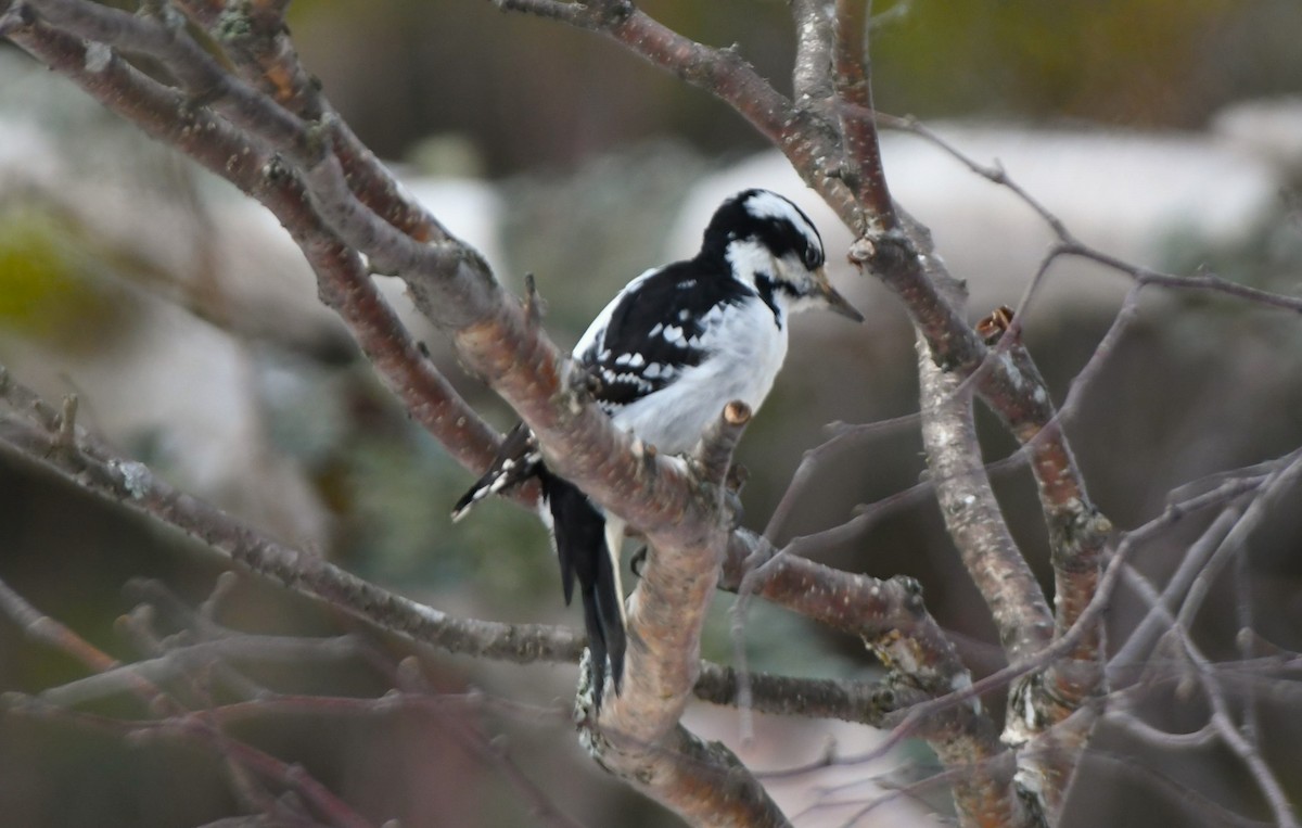 Hairy Woodpecker - ML614288755