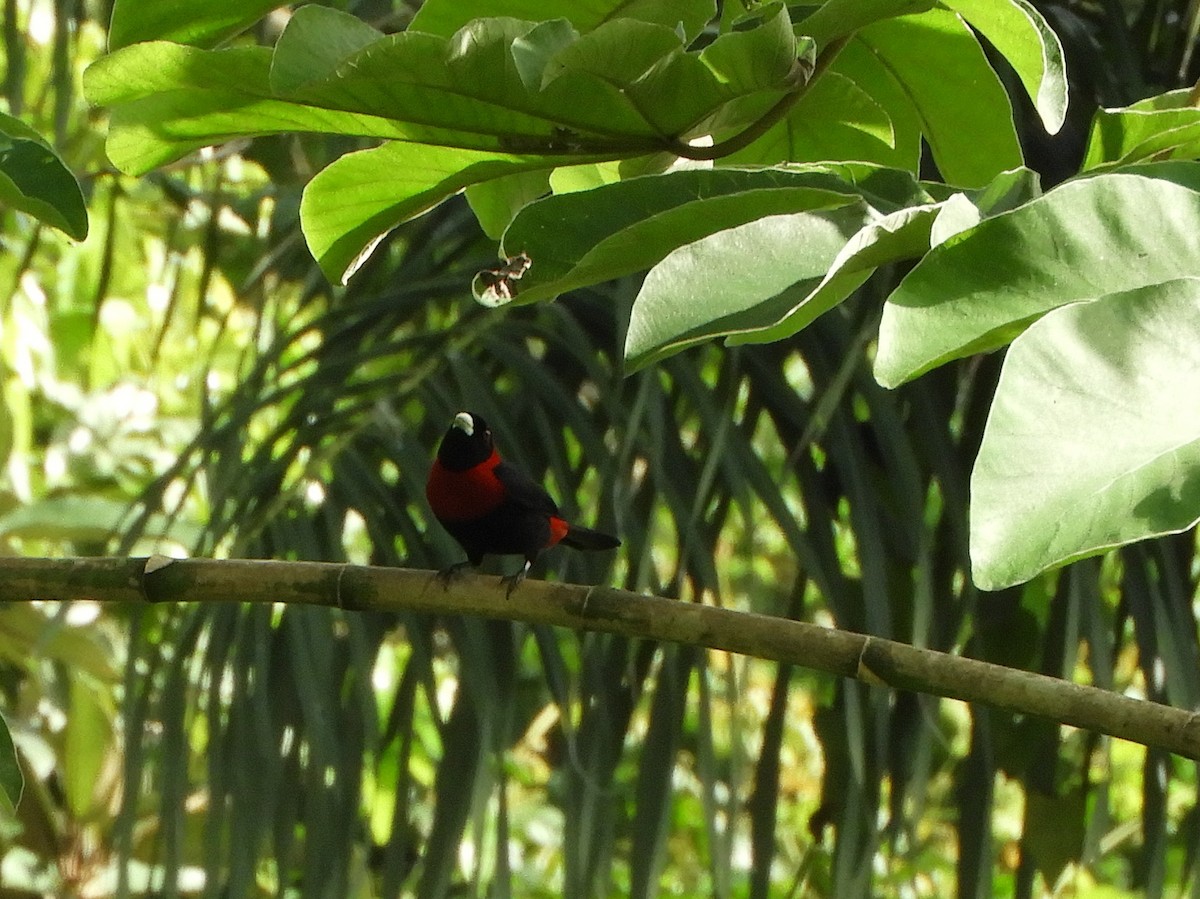 Crimson-collared Tanager - ML614288788