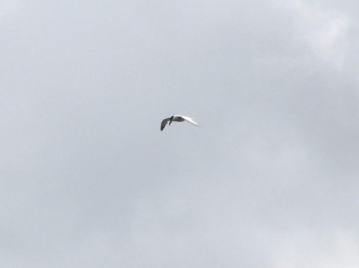 Caspian Tern - Joanne Thompson