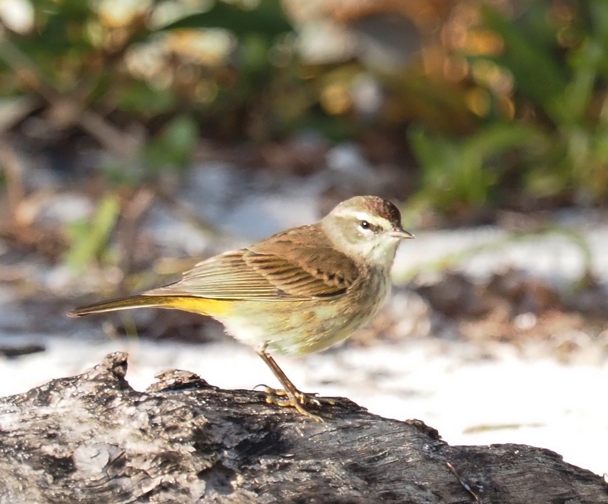 Palm Warbler - ML614288867