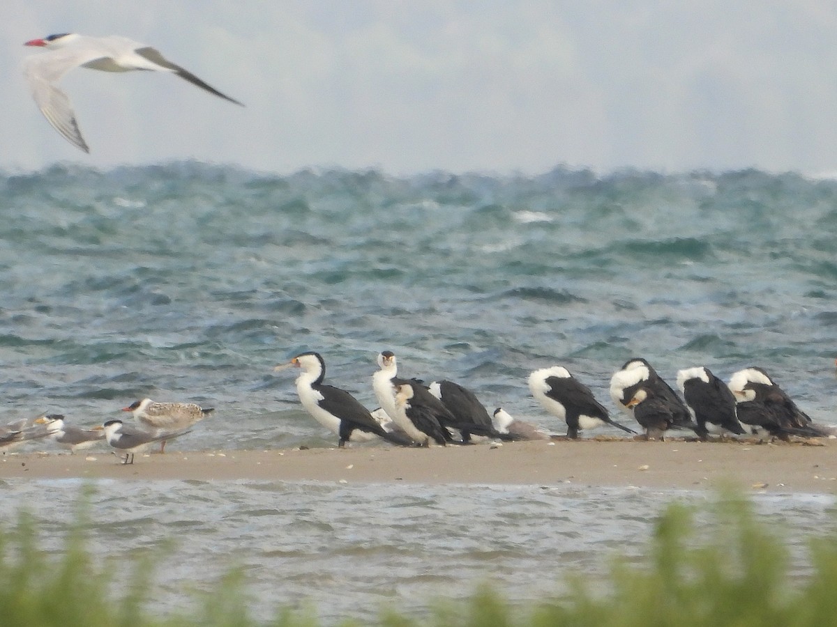 Cormorán Pío - ML614288896