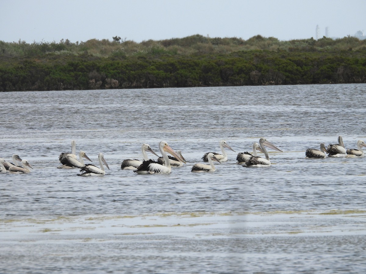 pelikán australský - ML614288921