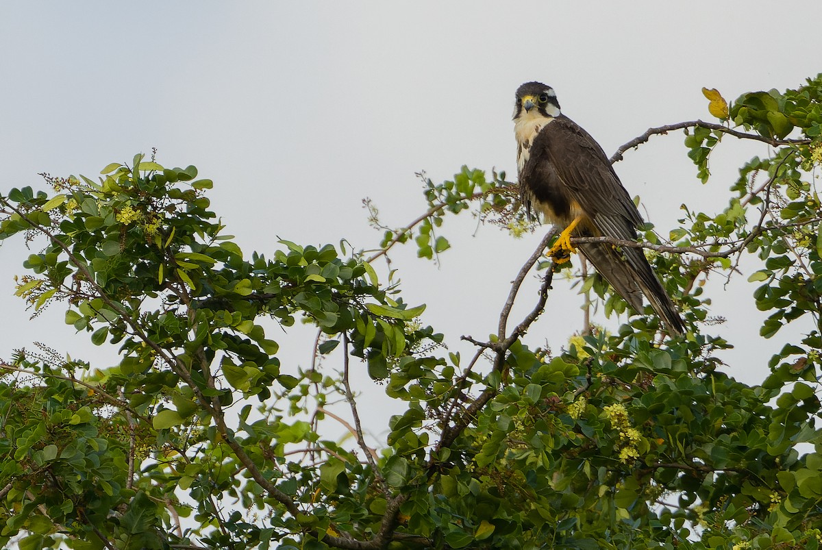 Aplomado Falcon - ML614288958