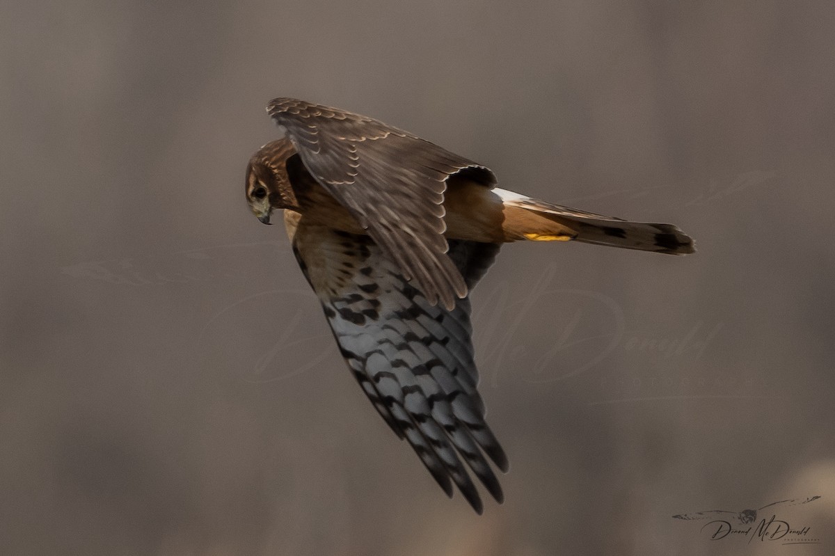 Northern Harrier - Demond McDonald