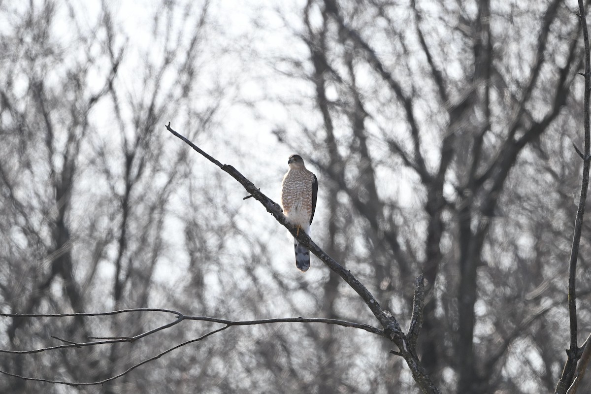 Cooper's Hawk - Demond McDonald