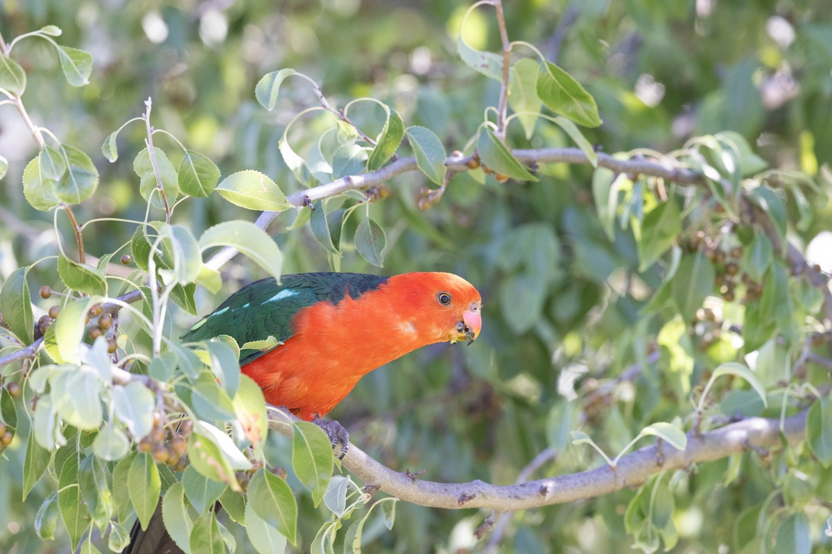 Australian King-Parrot - Ann Breeze