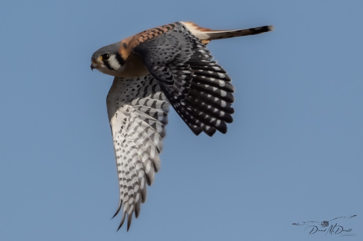 American Kestrel - Demond McDonald