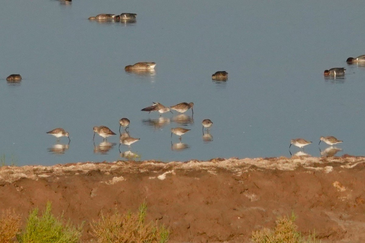 Stilt Sandpiper - ML614289144