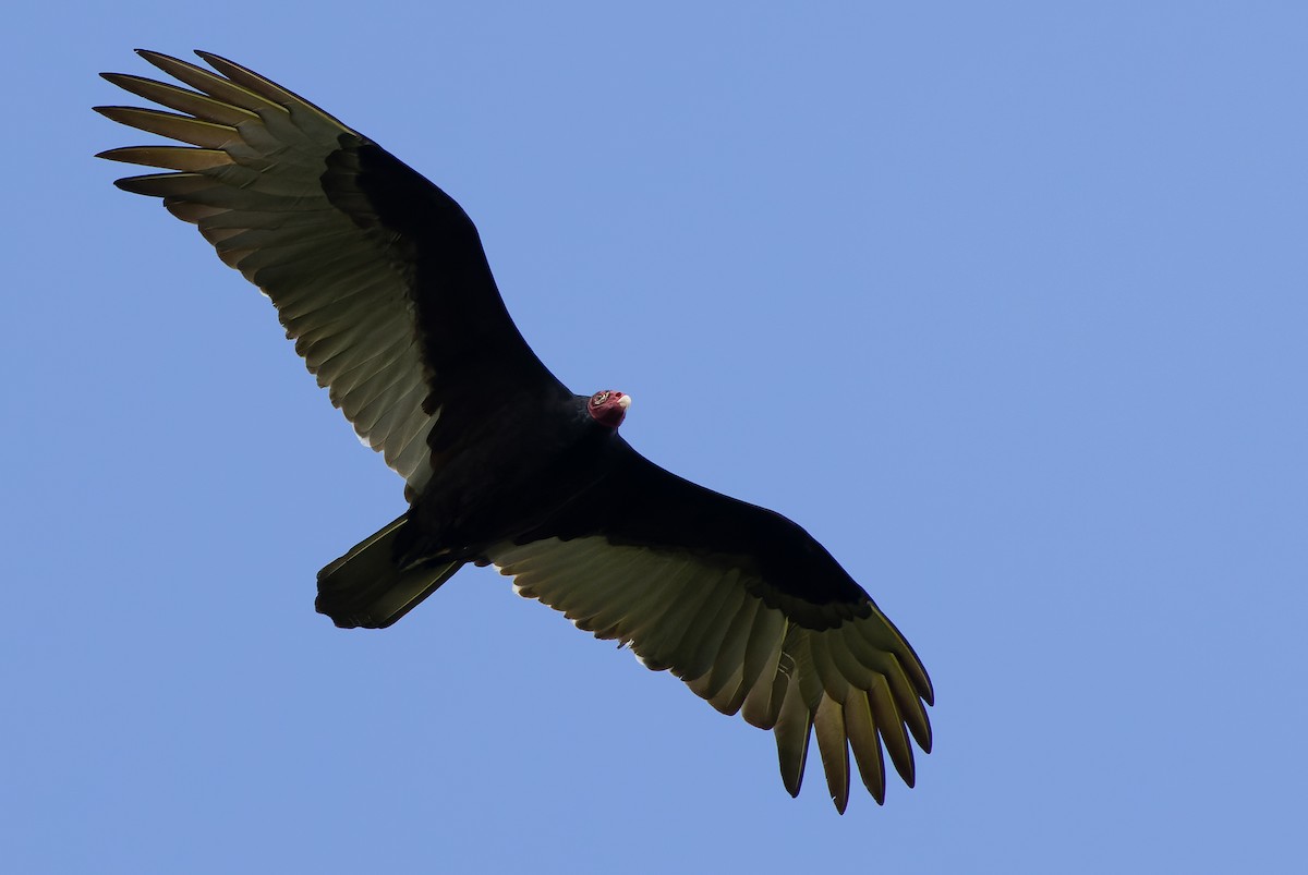 Turkey Vulture (Northern) - ML614289164
