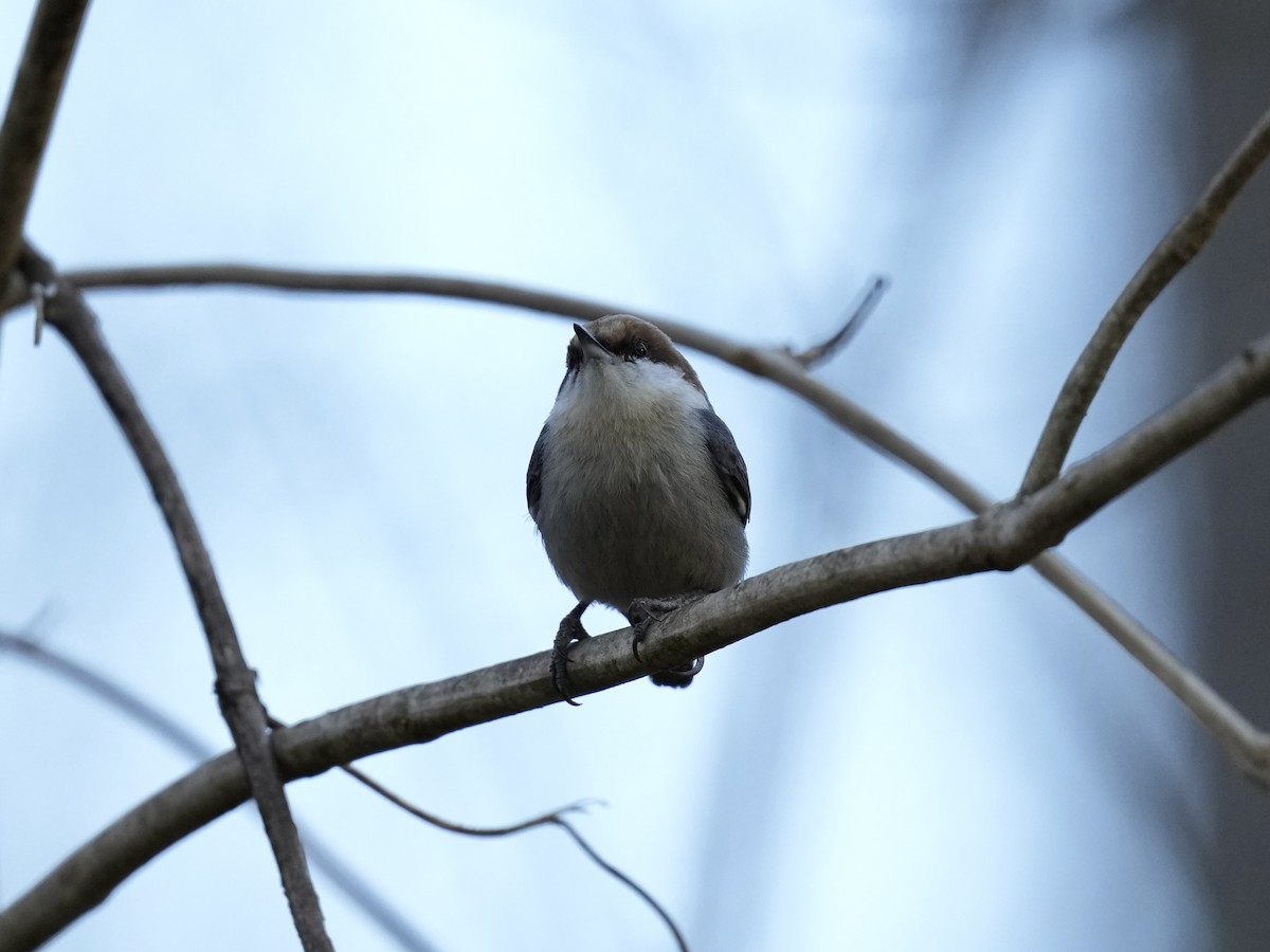 Brown-headed Nuthatch - ML614289172