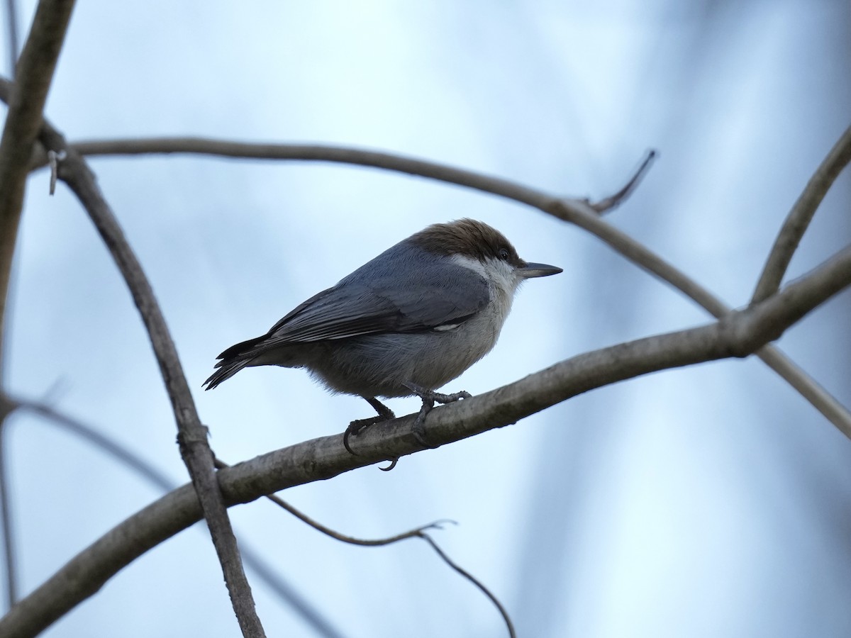 Brown-headed Nuthatch - ML614289173