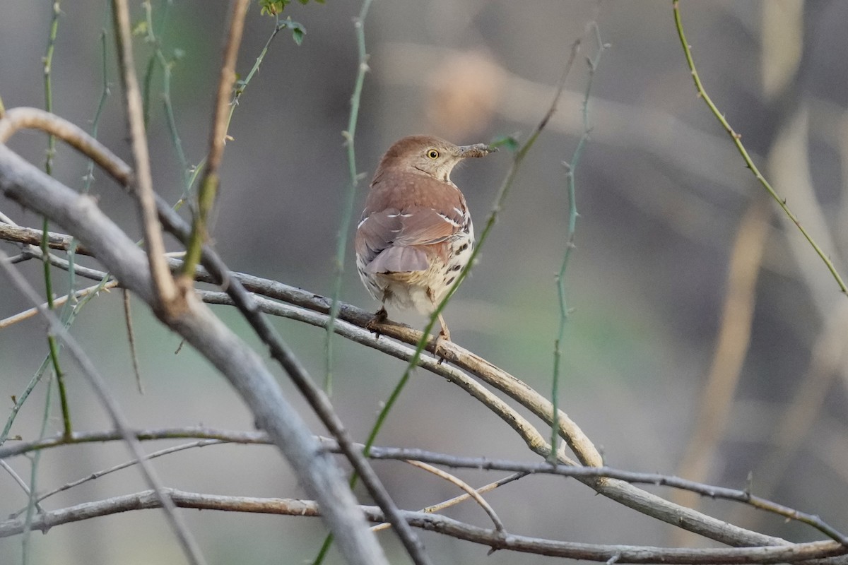 Brown Thrasher - ML614289191