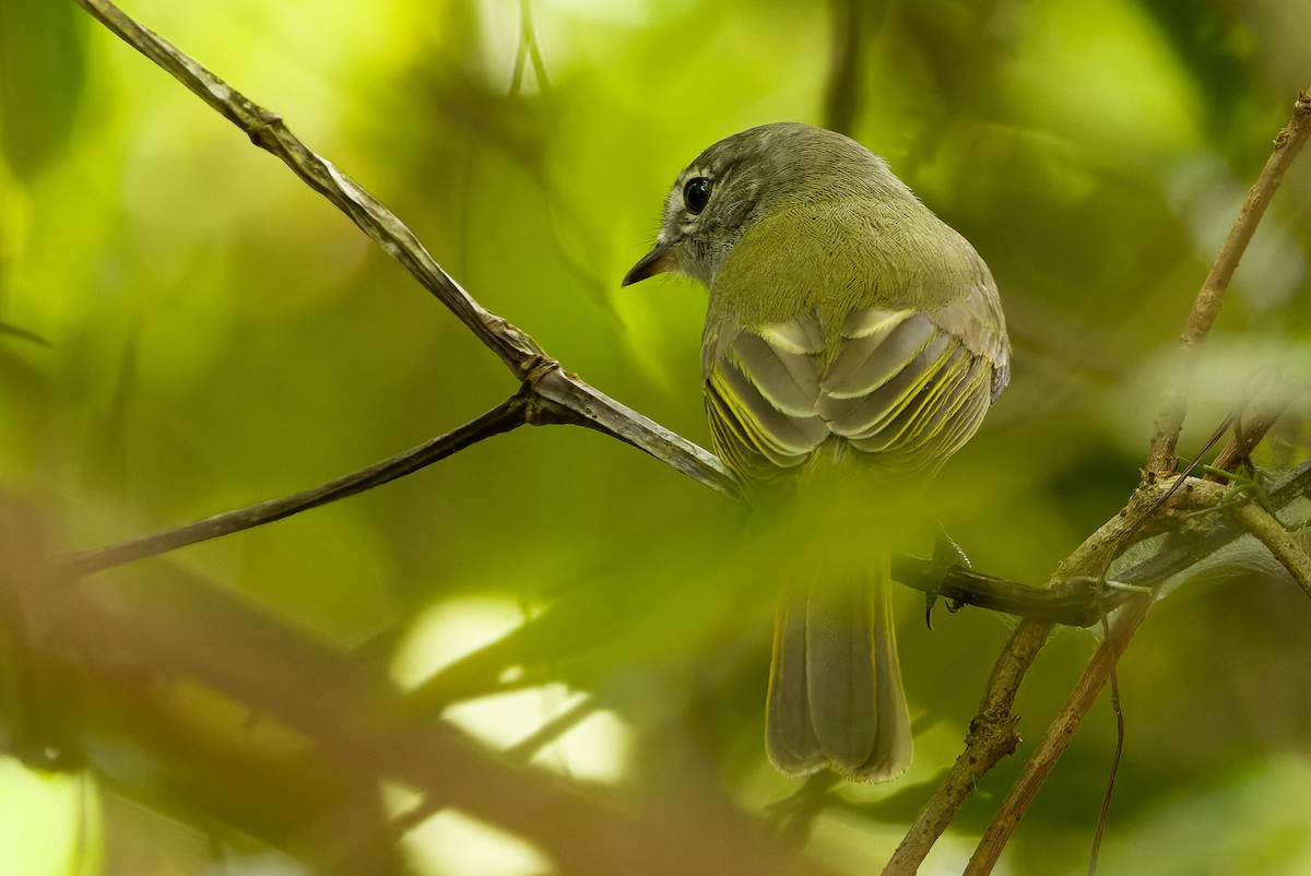 Greenish Elaenia (Greenish) - ML614289196