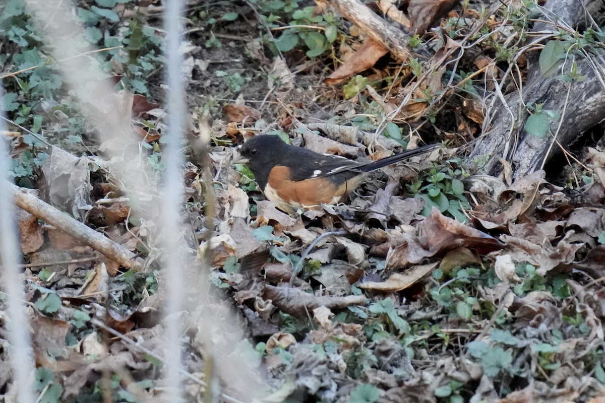 Eastern Towhee - ML614289200