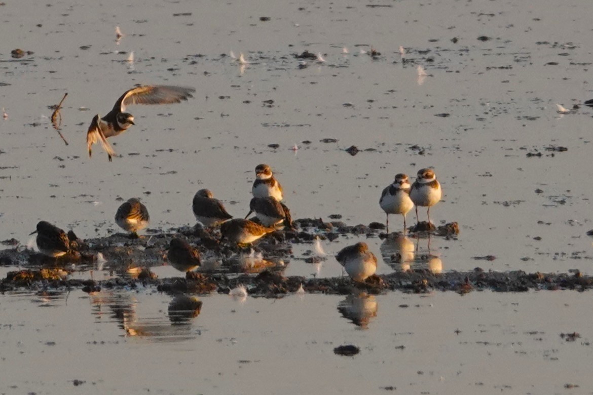 Semipalmated Plover - ML614289212