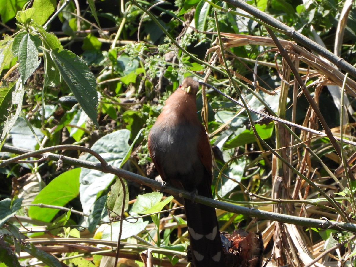 Squirrel Cuckoo - ML614289227