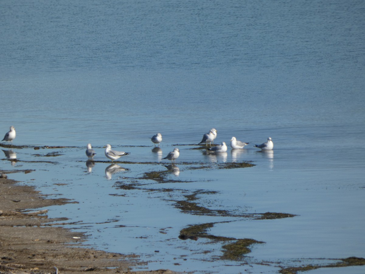 Ring-billed Gull - Jordan P