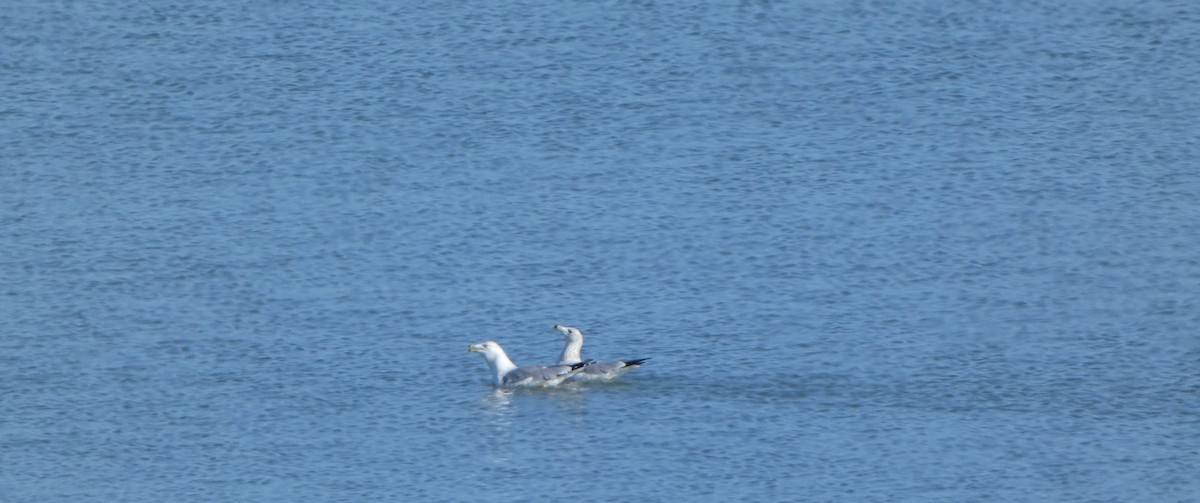 Ring-billed Gull - Jordan P