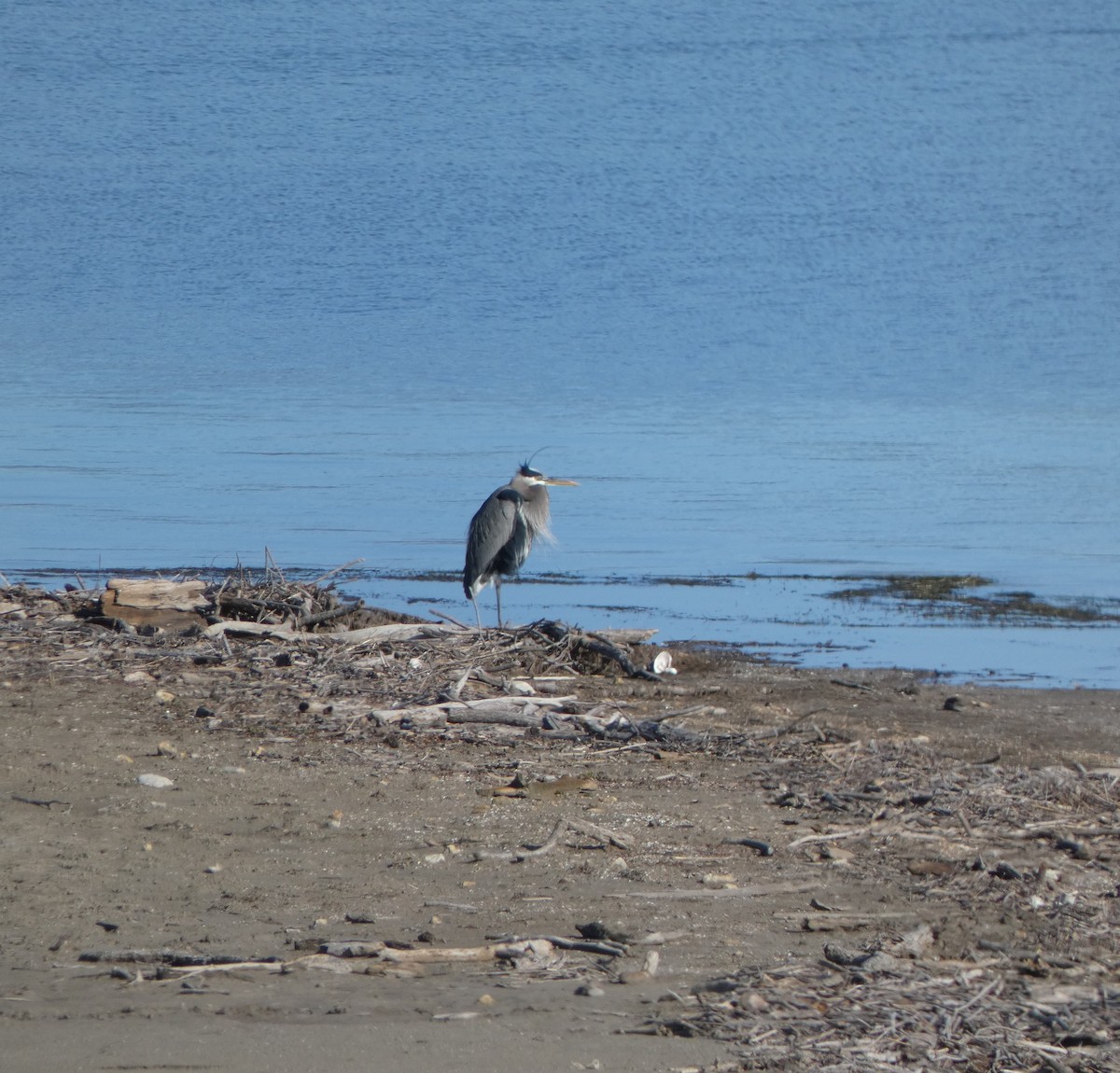 Great Blue Heron - ML614289262