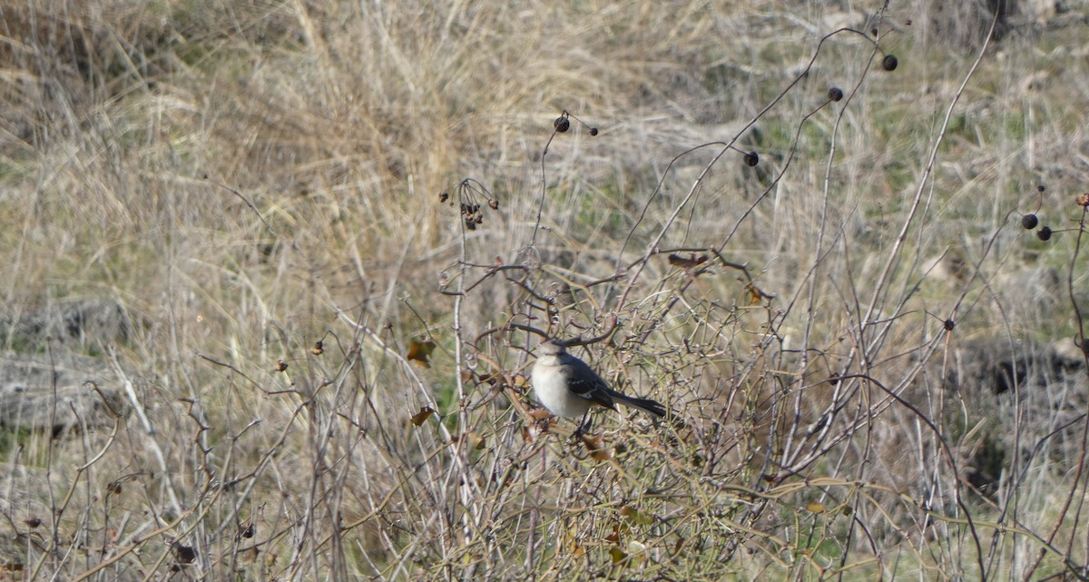 Northern Mockingbird - Jordan P